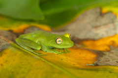 Boana cinerascens