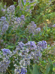 Ceanothus parvifolius