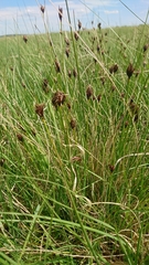 Schoenus nigricans