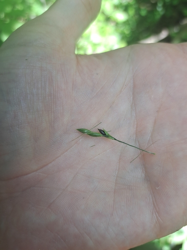 Image of Patis racemosa by no rights reserved