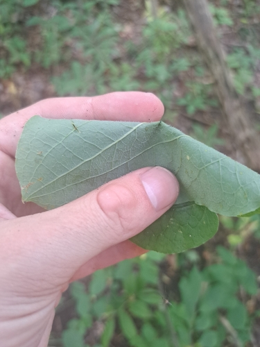 Image of Smilax ecirrhata by no rights reserved