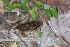 Leptodactylus diedrus