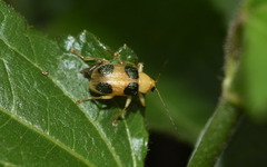 Metaxyonycha chlorospila