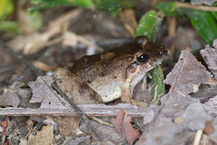 Leptodactylus diedrus
