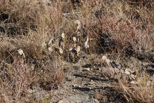 Image of Afroaster perfoliatus by (c) Tony Rebelo, some rights reserved (CC BY-SA)