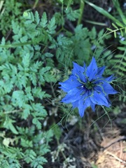 Nigella