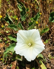 Calystegia collina