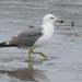 Black-tailed Gull - Photo (c) Matt Rempel, some rights reserved (CC BY-NC-SA), uploaded by Matt Rempel