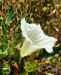 Calystegia collina