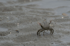 Macrophthalmidae