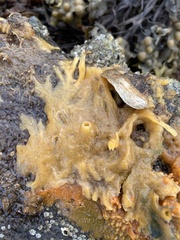Halichondria bowerbanki