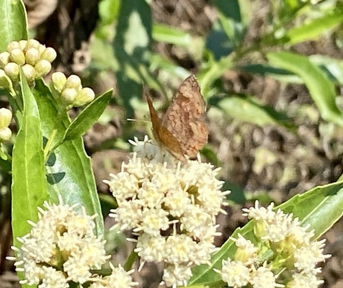 iNaturalist observation photo of Fatal Metalmark