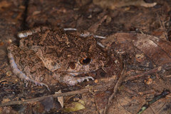 Oreobates quixensis