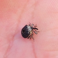 Cionus scrophulariae