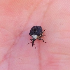 Cionus scrophulariae