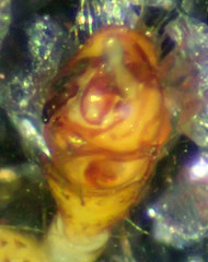 Theridion neomexicanum