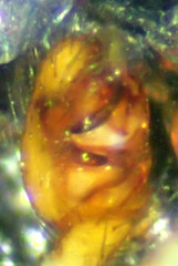 Theridion neomexicanum