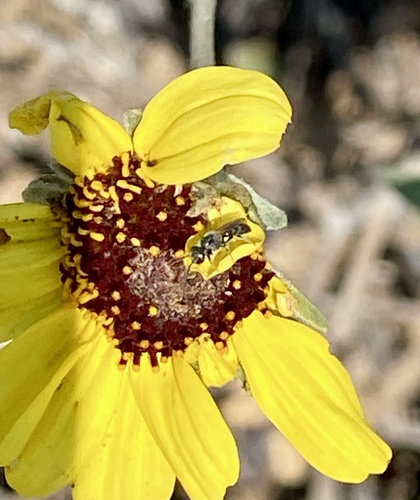 iNaturalist observation photo of Sweat bees