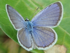 Hemiargus hanno