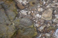 Acanthochitona achates