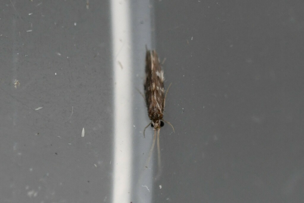 Oxyethira falcata