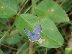 Hemiargus hanno