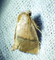 Apoda rectilinea