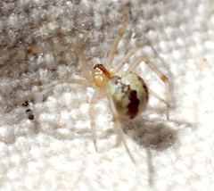 Theridion neomexicanum