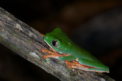 Callimedusa tomopterna