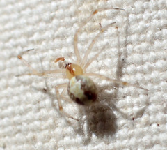 Theridion neomexicanum