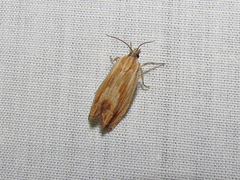 Eucosma radiatana