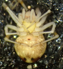 Theridion neomexicanum