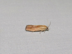 Eucosma radiatana