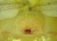 Theridion neomexicanum
