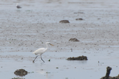 Egretta eulophotes