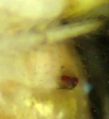 Theridion neomexicanum