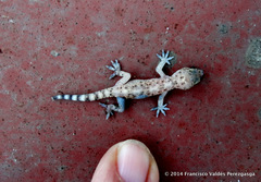 Hemidactylus turcicus