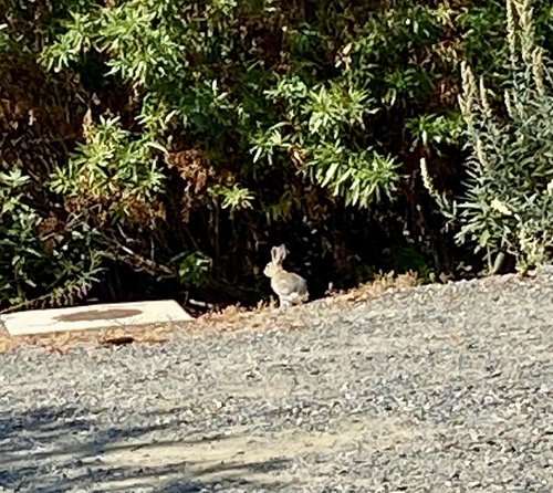 iNaturalist observation photo of Desert Cottontail