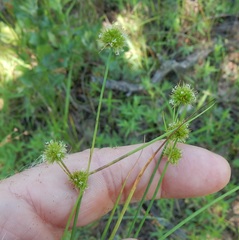 Juncus brachycarpus