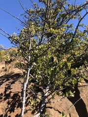 Afrocanthium gilfillanii