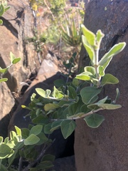 Afrocanthium gilfillanii