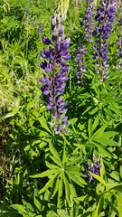 Lupinus polyphyllus
