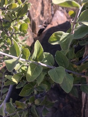 Afrocanthium gilfillanii