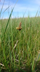 Carex disticha