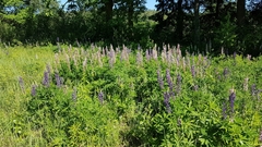 Lupinus polyphyllus