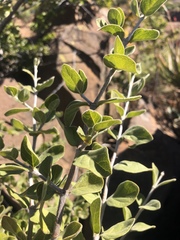Afrocanthium gilfillanii