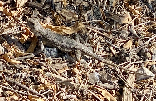 iNaturalist observation photo of Western Fence Lizard