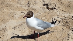 Chroicocephalus ridibundus