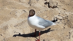 Chroicocephalus ridibundus