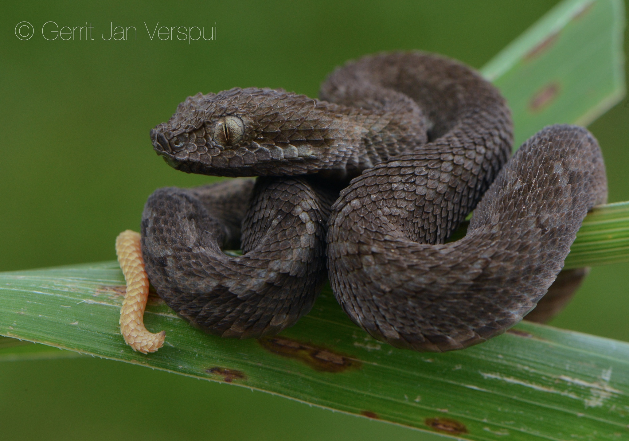 The Great Lakes bush viper (Atheris nitschei) is spectacular snake